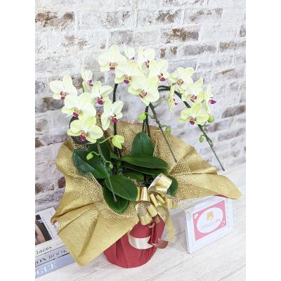 ふるさと納税 山口市 ☆金賞受賞☆希少!イエロー胡蝶蘭’日の出’小 ミディサイズ(3本立) C008 |  | 02