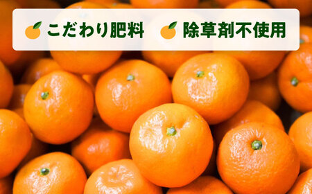 【先行予約】【約5kg】西南のひかり 蜜柑 ミカン みかん 果物 みかん 柑橘 みかん フルーツ 横須賀【志村農園】 [AKGH005-2]