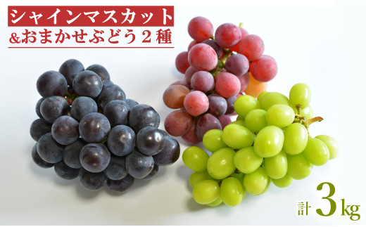 【2026年発送】安部ぶどう園のシャインマスカットとおまかせぶどう2種詰合せ約3kg_H220(R8)
