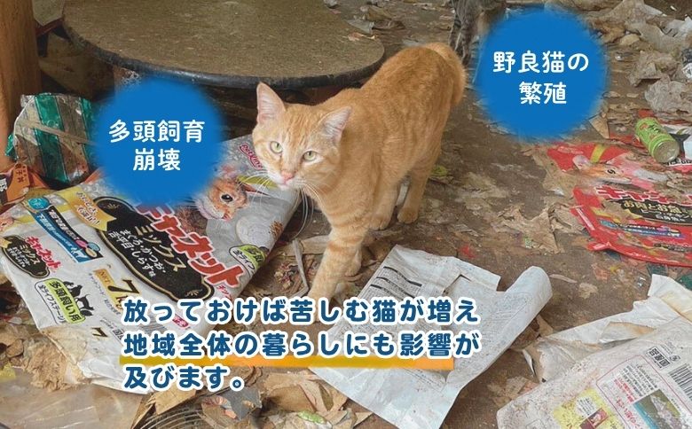 保護猫の医療費支援チケット（047_5004）