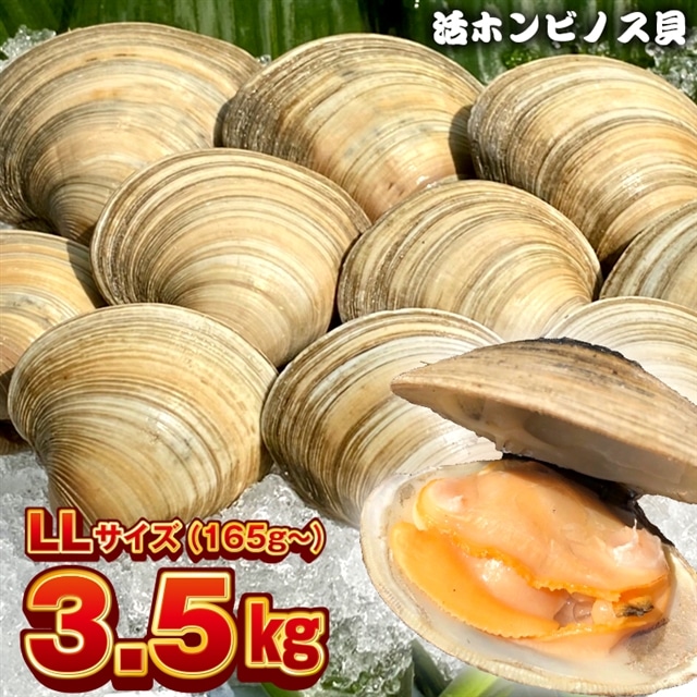 BK-8LLf 漁師直送！活ホンビノス貝3.5kg（LLサイズ）