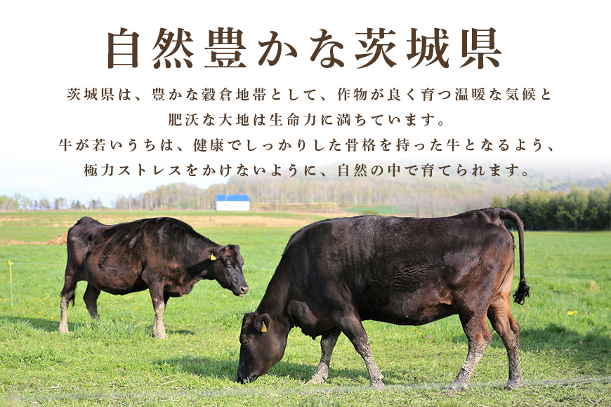 常陸牛A-5肩ロースすき焼用 500g A5ランク A5 和牛 牛肉 すき焼き 【茨城県共通返礼品】 58-C