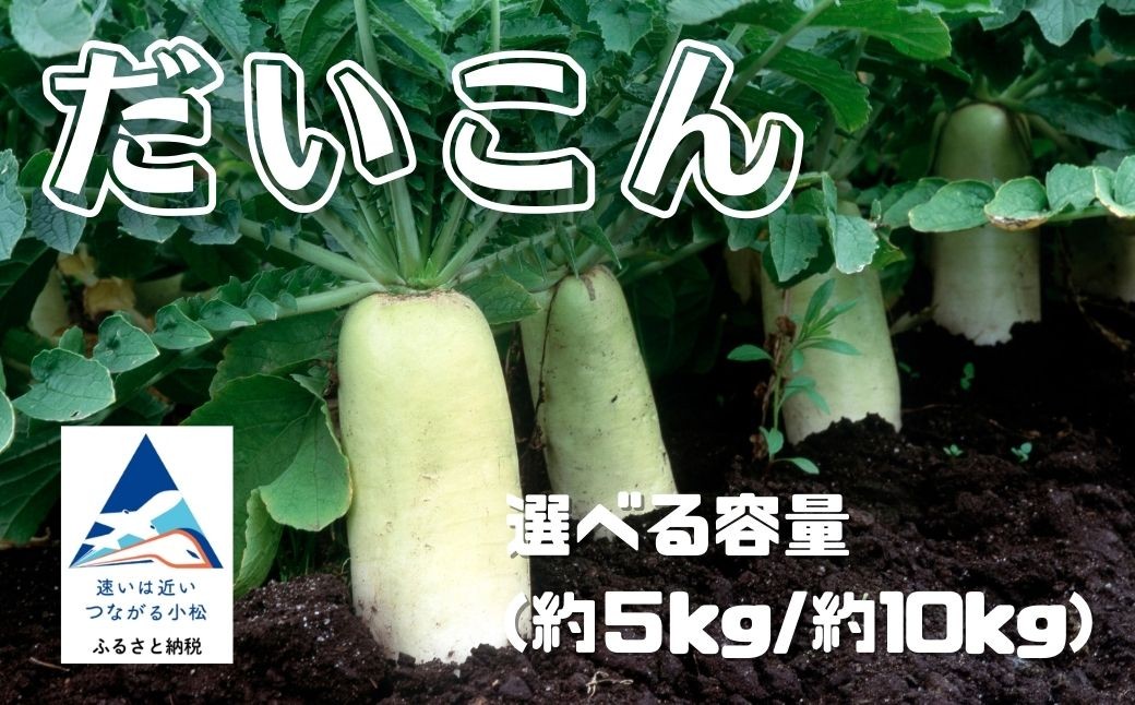 
                  だいこん 【 選べる 】5kg/10kg 大根 野菜 | 石川県 小松市 JAあぐり
                