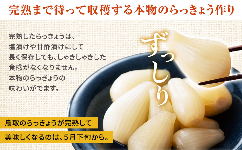 325.【特別栽培】生ラッキョウ　計4kg（ラクダラッキョウ×2kg　玉ラッキョウ×2kg）　※2026年5月下旬～7月上旬頃に順次発送予定