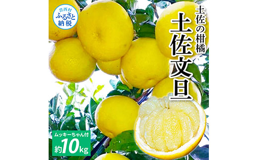 TKA042　土佐の柑橘 土佐文旦 10kg 詰め合わせ （皮むき機）付き 文旦 ぶんたん 10キロ 柑橘 高知県 高知 返礼品 故郷納税 25000円 果物 くだもの フルーツ お取り寄せ 美味しい おいしい ギフト プレゼント 贈答品 贈り物 お歳暮 熨斗 のし 常温