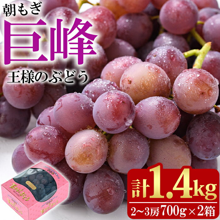 【ふるさと納税】＜先行予約受付中！2026年8月上旬以降順次発送予定＞王さまのぶどう 朝もぎ 巨峰(計1.4kg・700g×2パック)国産 ぶどう 葡萄 フルーツ 果物 くだもの 果実 セット【100702400】【宮田ファミリーぶどう園】