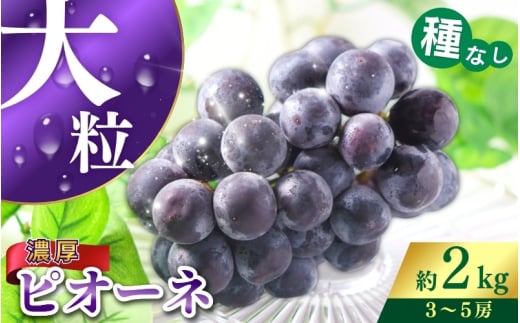【甘さとみずみずしさが自慢】種なしピオーネ＜ぶどう約２kg＞【2026年8月下旬～9月中旬頃発送予定】【KF10】
