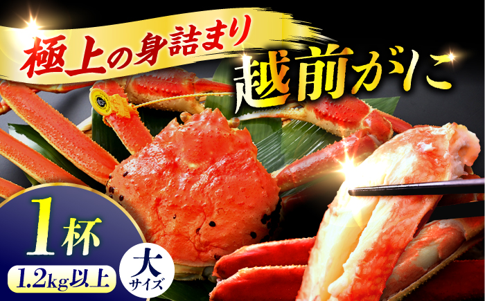 【先行予約/11月7日より順次発送予定】【冷蔵】「若狭小浜港産地直送」 越前がに (ズワイガニ) ボイル 大 1杯 小浜市/加福鮮魚 [BFBC020]【配送不可地域：北海道・沖縄・離島】