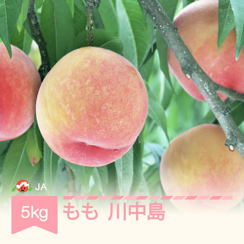 【ふるさと納税】先行予約 もも 桃 川中島 約5kg 令和7年産 2025年産 果物 送料無料