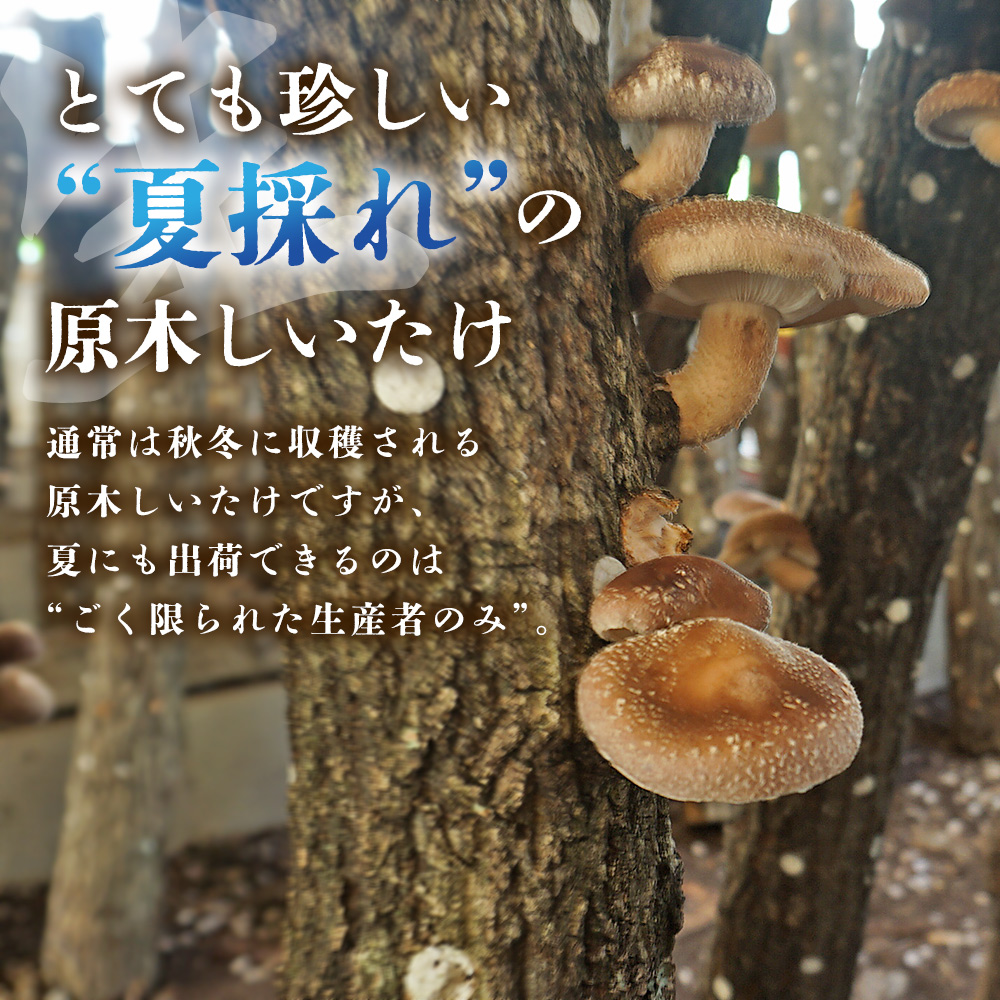 ＜夏季限定 原木生しいたけ（優品） 100g×5パック＞『2026年5月～10月に順次出荷予定』 合計500g 数量限定 期間限定 夏採れ 原木生椎茸 しいたけ シイタケ きのこ 優品 バーベキュー 