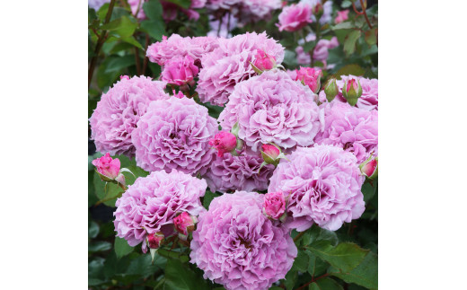 育てやすい次世代のバラ [コリンクレイヴン] 6号鉢植え品 [0183]