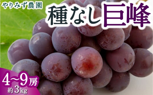 【先行予約】 やりみず農園 種なし 巨峰 4房から9房 （約3kg） 【2025年8月中旬から8月下旬 出荷予定】 葡萄 ぶどう ブドウ 種無し 果物 くだもの フルーツ 果実 新鮮 フレッシュ 朝採り直送 お取り寄せ 福岡県 うきは市