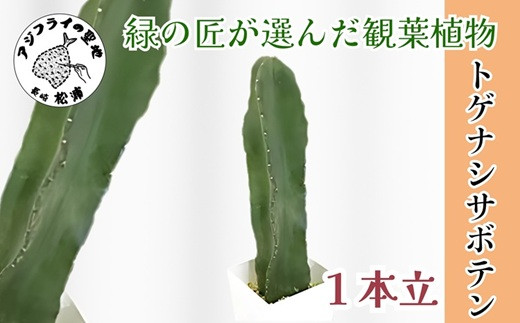 
                  緑の匠が選んだ観葉植物 素敵な空間づくりに トゲナシサボテン 1本立( トゲナシサボテン 観葉植物 インテリア 植物 新築祝い 贈り物 開店祝い 引っ越し祝い 送料無料 )【150-0007】
                