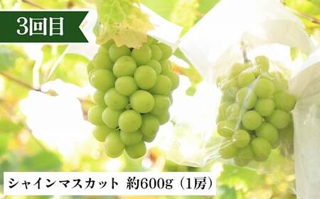 【定期便 3回】桃から始まる満足定期便(1) 桃 もも 白桃 すもも 秋姫 シャインマスカット 果物 フルーツ 山形県 中山町 F4A-0451