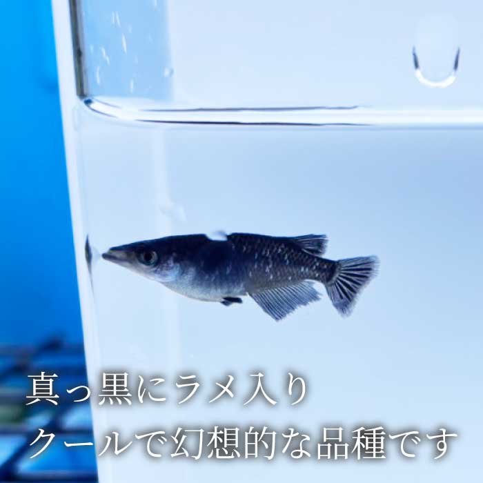 ブラックラメ 4匹（雄・雌 各2匹）めだか メダカ 飼育 生体 観賞魚 魚 ペット おまかせ ミックス おすすめ 水槽 インテリア 生物 鑑賞 熱帯魚 アクアリウム 熱帯 淡水魚  243006
