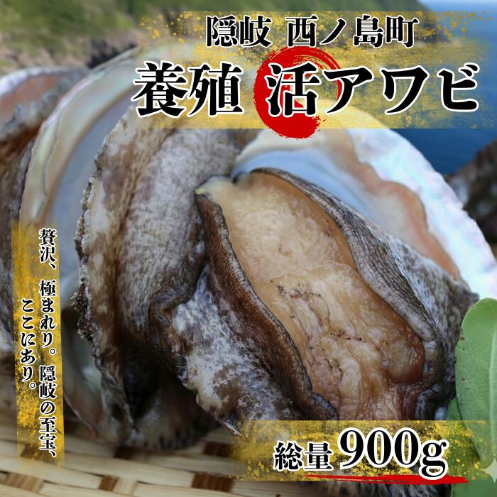 【ふるさと納税】【☆選べる発送時期！】養殖アワビ 肉厚ぷりぷり！極上のアワビ！ 約900g程 活アワビ アワビ あわび 養殖 あわびステーキ 高級あわび 特大あわび 刺身 プレゼント 贈与 ギフト バーベキュー BBQ 贈り物に 年末年始 お歳暮