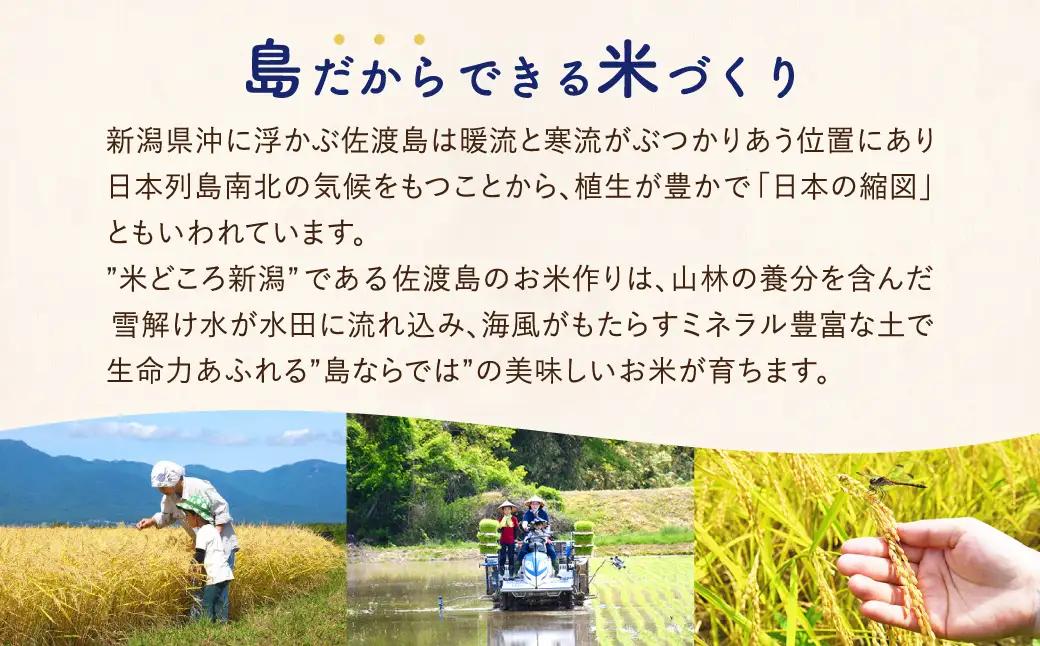 【定期便 新米 10kg 6回】 白米 令和8年 計 60キロ | 新潟県 佐渡市 ミルキークイーン