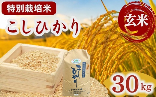 コシヒカリ（特別栽培米）玄米 30㎏【002115D】
