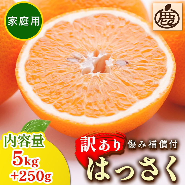 ＜1月より発送＞家庭用 はっさく5kg+250g（傷み補償分）｜ 八朔みかん わけあり