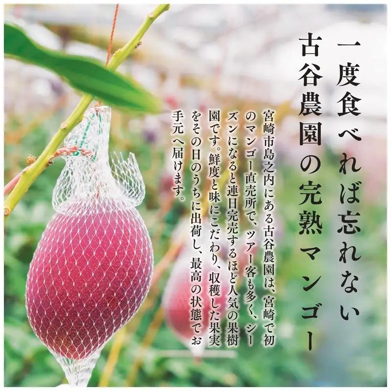マンゴー 完熟 マンゴー[宮崎 Aクラス 古谷農園 約1kg 2~3玉]