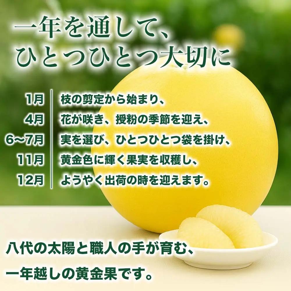 【先行予約】 晩白柚 ばんぺいゆ 2Lサイズ 2玉 約4kg 晩白柚 柑橘 【2026年12月上旬より順次発送】