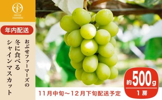 
                  【年内配送】冬に食べるシャインマスカット 1房詰め  約500g ［ おぶせファーマーズ ］ぶどう フルーツ 果物 くだもの 長野県 産地直送 送料無料 令和8年産 【2026年11月中旬～12月下旬配送】 [F-549]
                