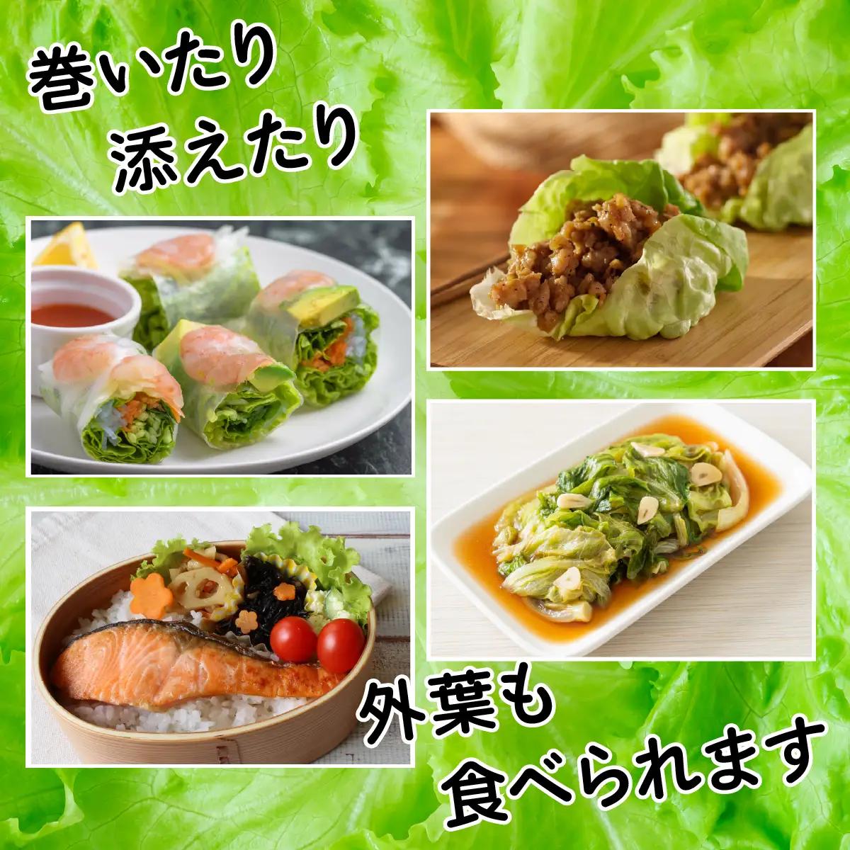 市場の目利き レタス4玉
