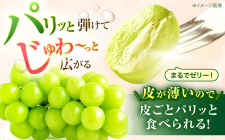 【2回定期便】※【2026年シーズン発送／先行予約】フルーツ定期便 シャインマスカット 約1.3kg(2房から3房) / 温州みかん(10kg) 家庭用 / フルーツ フルーツ定期便 果物定期便 シャ