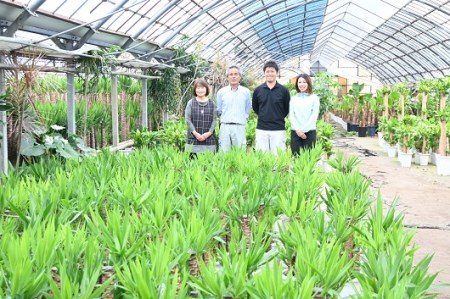 3月上旬～発送【観葉植物】パキラ7号(鎌ヶ迫園芸場/014-1446) 南国鹿児島県で育った 観葉植物！植物 鉢付 インテリア 室内 オフィス おしゃれ プレゼント ギフト 開店祝い 移転祝い マイナ