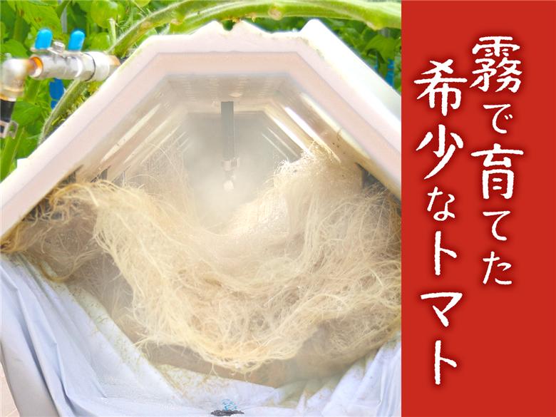 12月以降発送予約【霧のトマト】 霧で育てたおいしさ抜群の味！　ミニトマト200ｇ×4パック　07-54