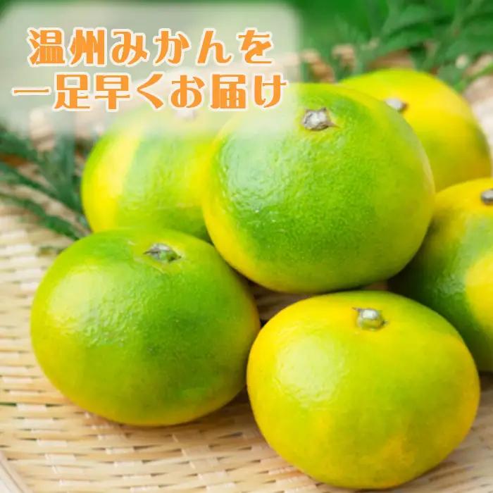 【鴨川の柑橘】じゅわっと甘い 極早生 温州みかん『ゆら早生』５kg 《数量限定》《先行予約》《10月発送》みかん 早生みかん 国産 産地直送 甘い 果汁 薄皮 小粒 濃厚 初物 旬 フルーツ 果物 鴨