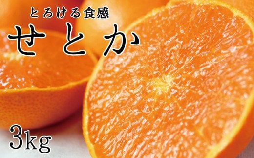 とろける食感！ジューシー柑橘 せとか 約3kg【予約】※2026年2月下旬頃〜2026年3月下旬頃発送(お届け日指定不可) みかん ミカン 蜜柑 柑橘 果物 フルーツ【uot506A】