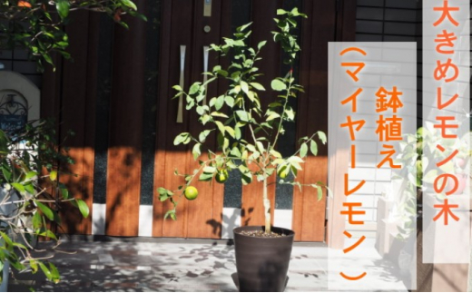 
鉢植え レモンの木 マイヤーレモン 大きめ 茶プラ鉢 10号 配送不可 北海道 沖縄 離島
