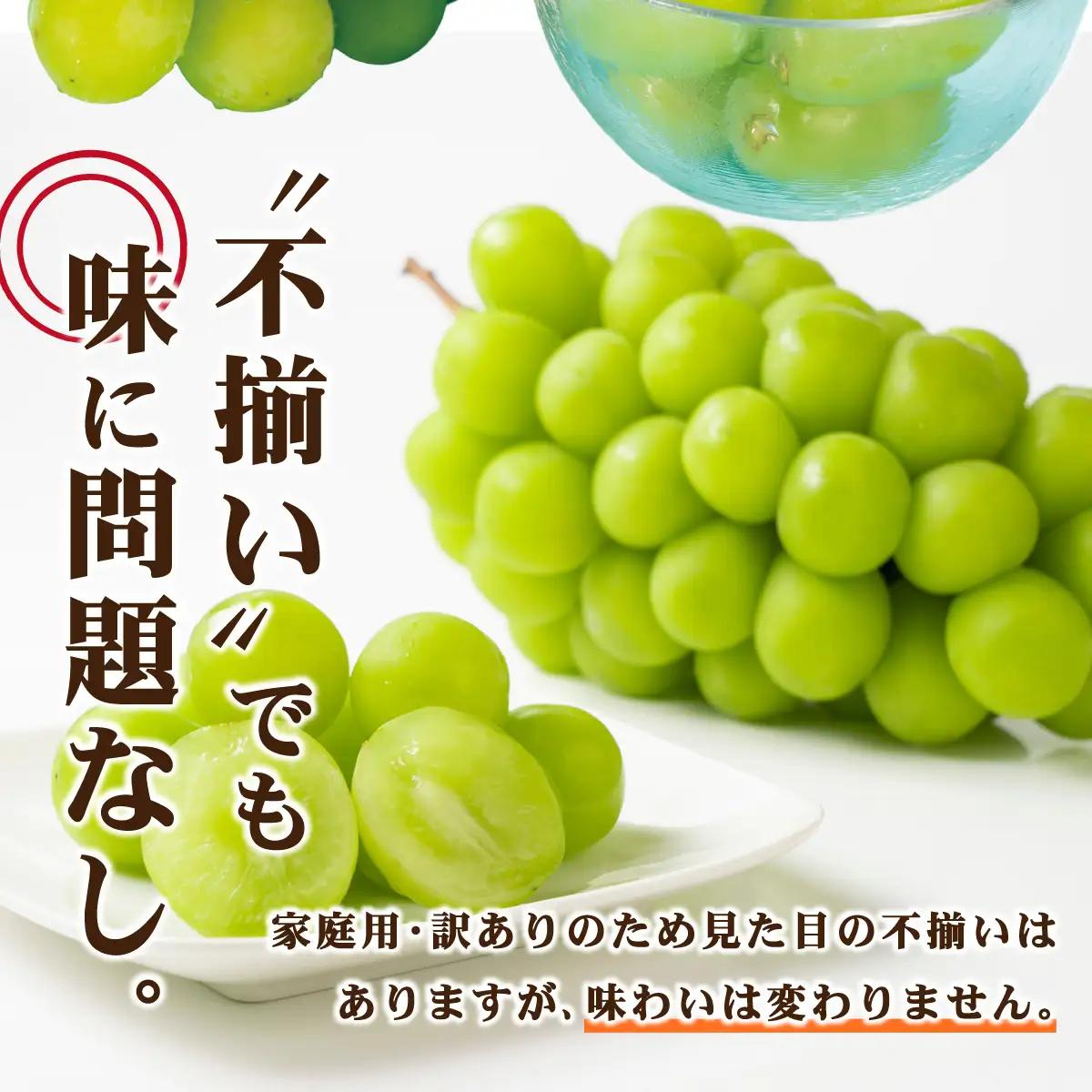 【訳あり】2026年9月発送 岡山県産 シャインマスカット 1.4kg