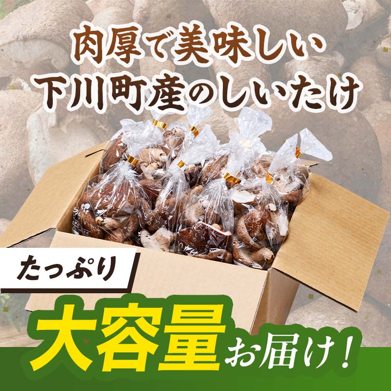 【2026年2月発送】 生しいたけ【形が悪いなどの訳あり品】1.6kg（200g×8袋） F4G-0318