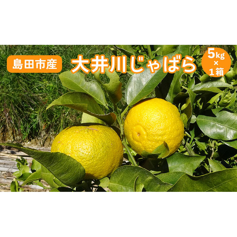 【2025年11月下旬より順次発送】 大井川 じゃばら 5kg×1箱 【 数量限定 ！】 柑橘 果物 フルーツ 柑橘類