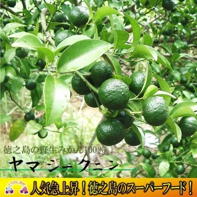 ふるさと納税 徳之島町 〜野生の島みかんの味〜徳之島のヤマ・シークニン果汁(70ml×5本) |  | 01
