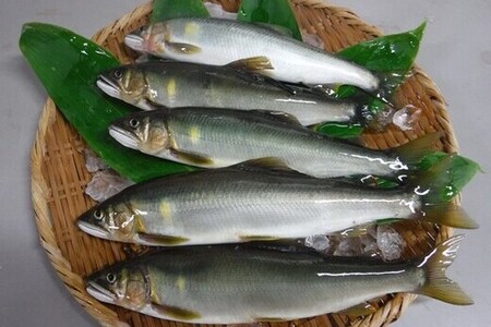 四万十川上流 の 天然 釣り鮎 800g 【 冷蔵 4～12尾 】 鮎 あゆ アユ 川魚 高知県 四万十