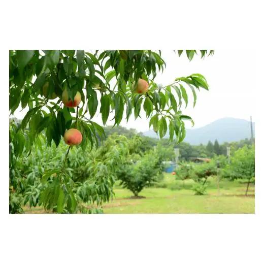 新見の白桃 約4kg 14～15玉 贈答にも【先行予約 7月下旬から順次発送】
