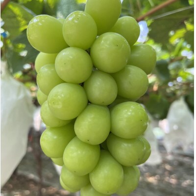 【葡萄生産量日本一】本場山梨の大自然が生み出した甲州戦国シャインマスカット2025年9月中旬より発送【配送不可地域：離島】