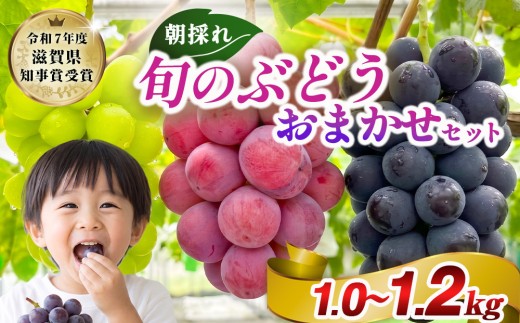 ぶどう 詰め合わせ おまかせセット 1.0kg〜1.2kg【令和7年度滋賀県果樹品評会 ぶどうの部1位 滋賀県知事賞受賞】｜朝採り 旬のぶどう 葡萄 ぶどう ブドウ シャインマスカット ナガノパープル ブドウ 葡萄 フルーツ 果物 プレゼント 高級 贈り物 ギフト ※2026年9月～発送