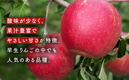 りんご【つがる】約5kg（12～20玉）【2025年産・先行予約】★2025年9月上旬～9月下旬頃まで発送予定★ 青森県三戸町産