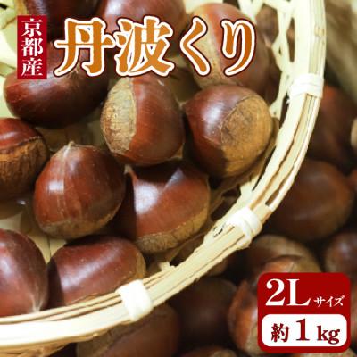ふるさと納税 京都府 【先行予約・期間限定】 2026年産　京都府産 丹波くり 1kg 大粒 2Lサイズ　
