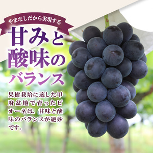 〈2025年度配送分〉ピオーネ2房（約1.0kg） ピオーネ 大粒 山梨 県産 先行予約 2025年 ぶどう フルーツ 2房 冷蔵 生産量 日本一 甲府 市産 1.0kg以上 フルーツ王国山梨 202