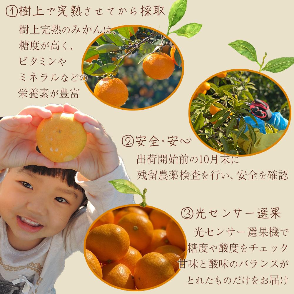 完熟 小粒 有田みかん 3kg 甘味凝縮 和歌山県産 産直45年 武内園 BA03_イメージ3