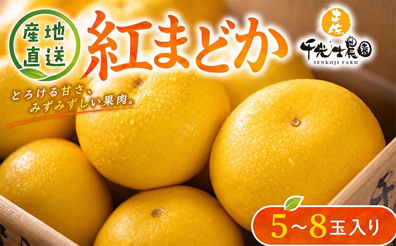 
                  【先行受付開始】 文旦 紅まどか 5～8玉入り｜訳あり 果物 高知特産 文旦 ぶんたん ブンタン 柑橘 フルーツ 爽やか 酸味 甘い 果汁 プリプリ食感 芳香 厳選 おいしい 美味しい 贈り物 ギフト 贈答用 旬 冬 春 順次発送 お取り寄せ 通販 南国土佐 安芸市 高知県
                