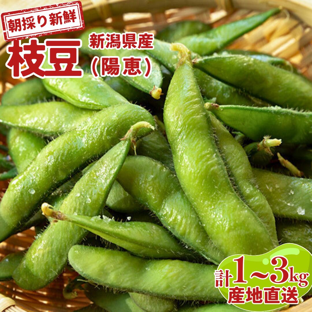 【ふるさと納税】新潟県産 枝豆 1~3kg 朝採りをお届け 枝豆（陽恵） [2025年発送分] 令和7年産 選べる数量 1kg 2kg 3kg [堀川農園]【010S136】