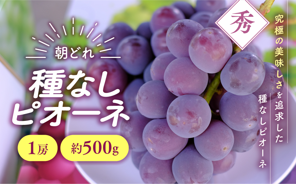 【先行予約2026年/令和8年発送分】種なしピオーネ1房　約500g