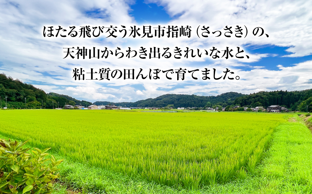 〈3ヶ月定期便〉令和7年産 富山県産特別栽培米 富富富５kg