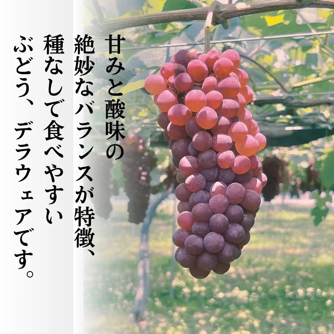 【R9年産先行予約】 デラウェア ぶどう （7房~8房）